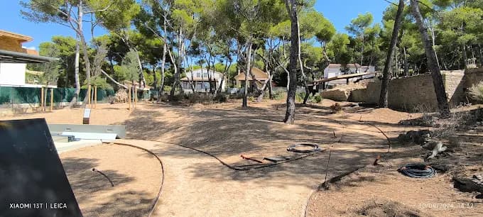Terrain en cours de terrassement sous les pins avant aménagement paysager