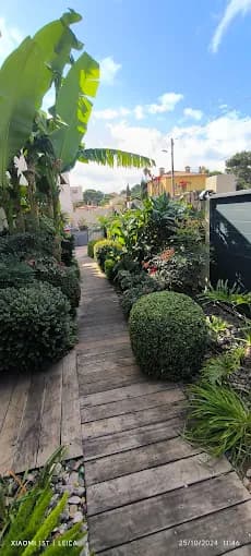 Allée de jardin avec buis taillés en boule réalisée par Cyrus Paysage